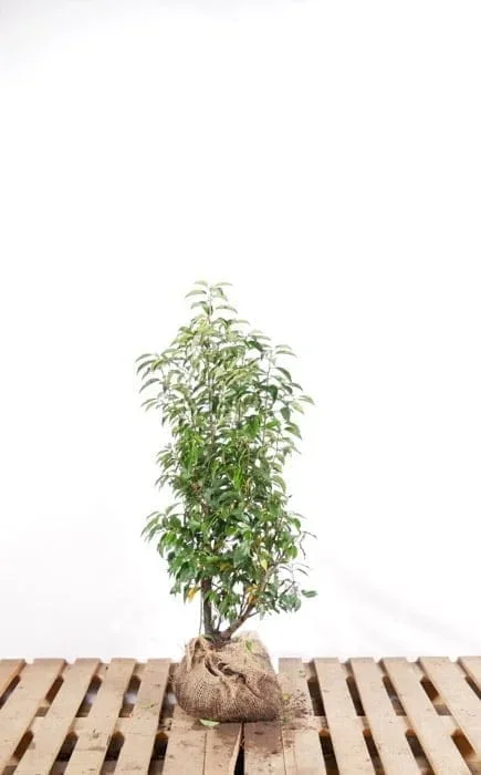 Portugiesischer Lorbeer im Topf 80/100 cm