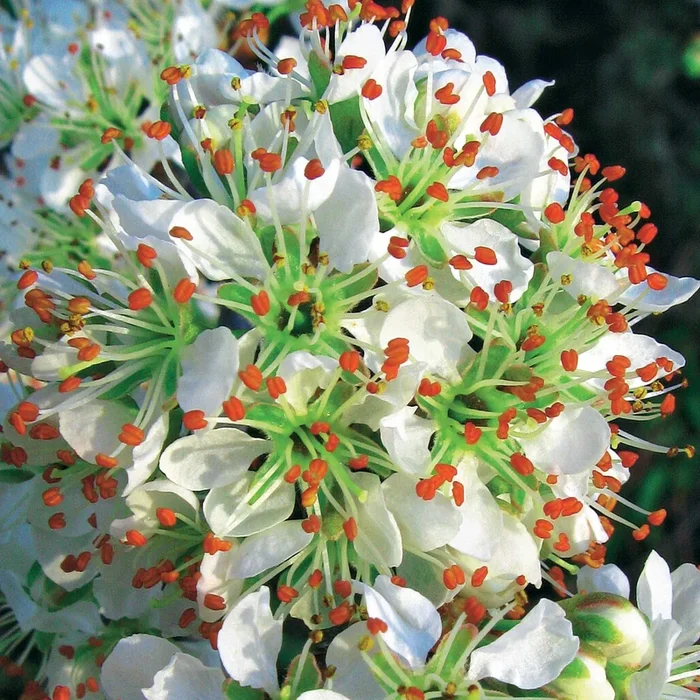 Portugiesischer Lorbeer (x3)