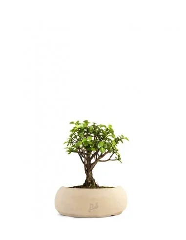 Portulacaria S Bonsai