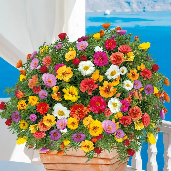 Portulakröschen ‚Samba‘ Portulaca grandiflora Margarita F1 – Bestellnummer 6629133
