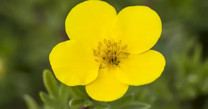 Potentilla fruticosa ‚Flammenmeer‘