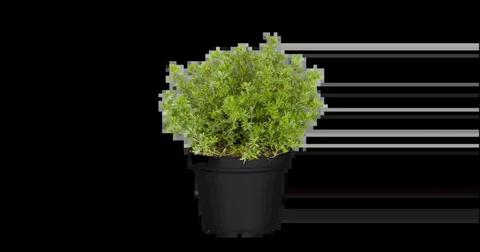 Potentilla fruticosa