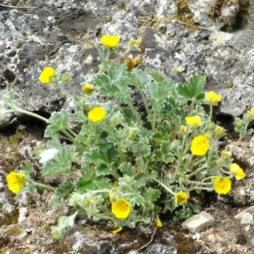 Potentilla Pulvinaris