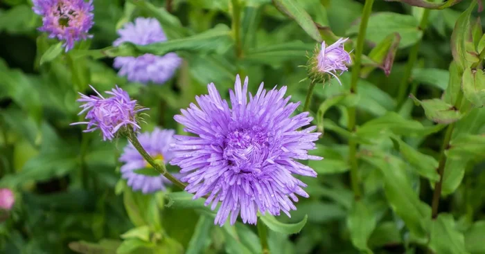 Prächtiges Berufkraut ‚Schöne Blaue‘