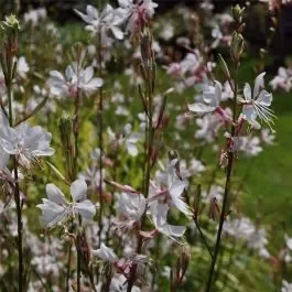 Prachtkerze (Gaura lindheimerii) Madonna