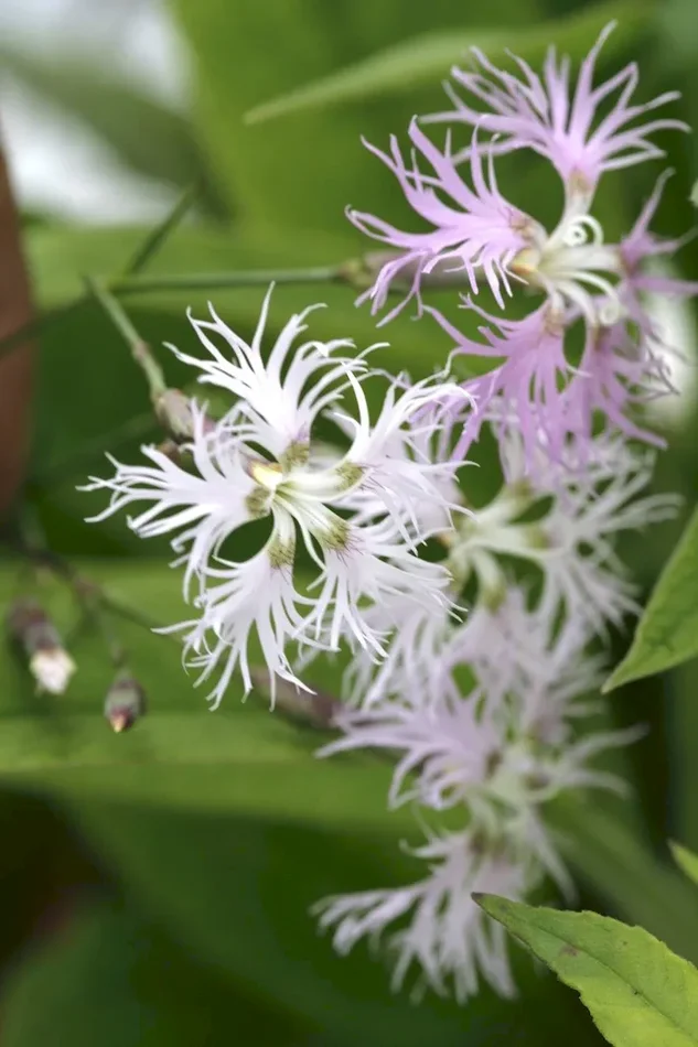 Prachtnelke (Bio-Saatgut), Dianthus superbus