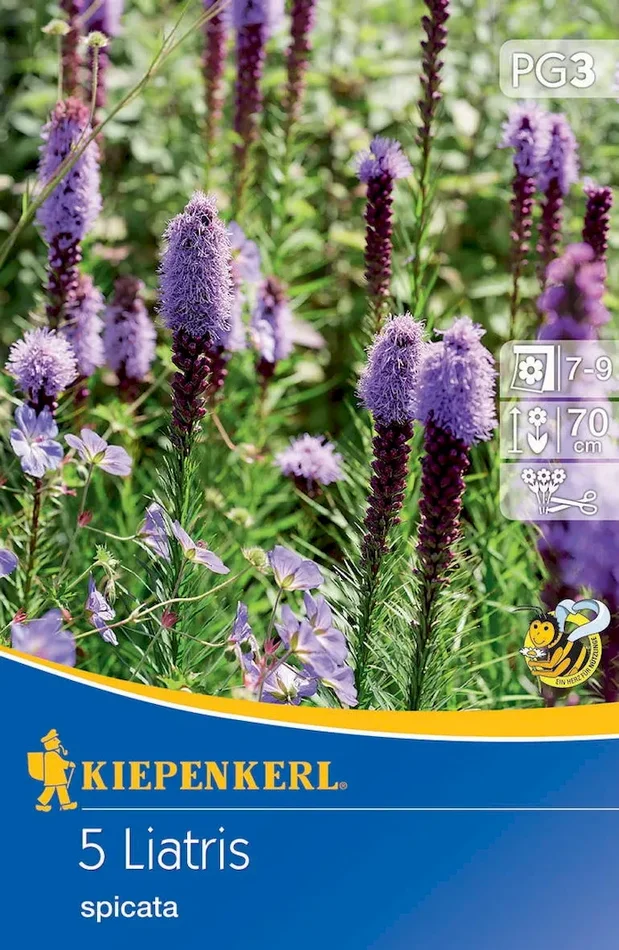 Prachtscharte Liatris Blau