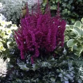 Prachtspiere (Astilbe chinensis) VISION in Red®