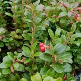 Preiselbeere (Vaccinium vitis-idaea) Red Pearl
