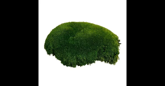 PREMIUM BALLENMOOS