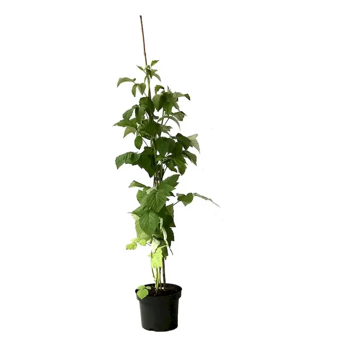 Primeberry ® Malling Passion ® purpurfarbene bis schwarze Himbeere – Herbsthimbeere