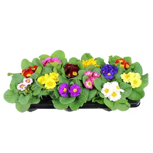 Primel acaulis im 10-12 er Topf – Mix Frühlingsboten im Farbmix – Kissen-Primel Primula vulgaris