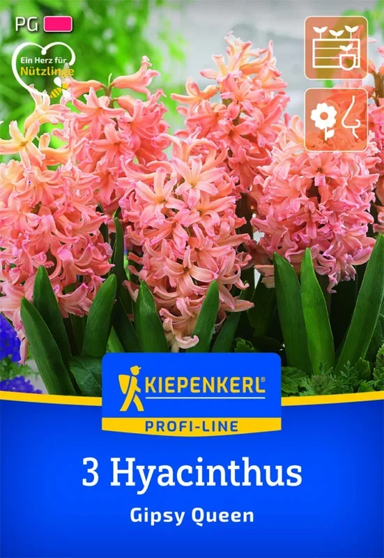 Profi-Line Hyazinthe Gipsy Queen, 3 Stück, Herbstblumenzwiebeln Kiepenkerl