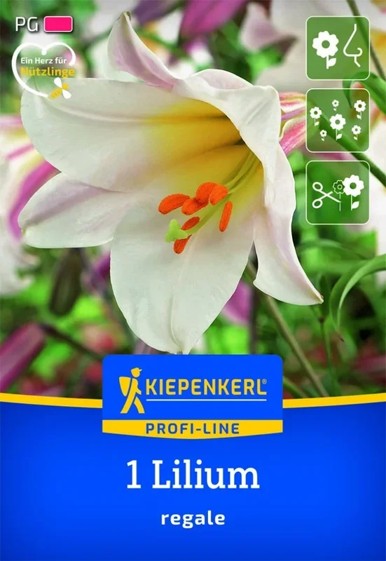 Profi-Line Trompetenlilie Lilium regale, 1 Stück, Herbstblumenzwiebeln Kiepenkerl