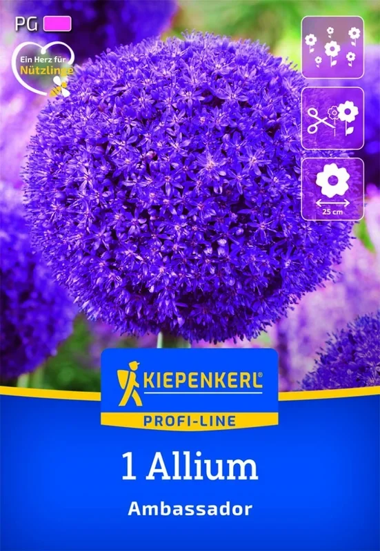 Profi-Line Zierlauch Ambassador, 1 Stück, Herbstblumenzwiebeln Kiepenkerl