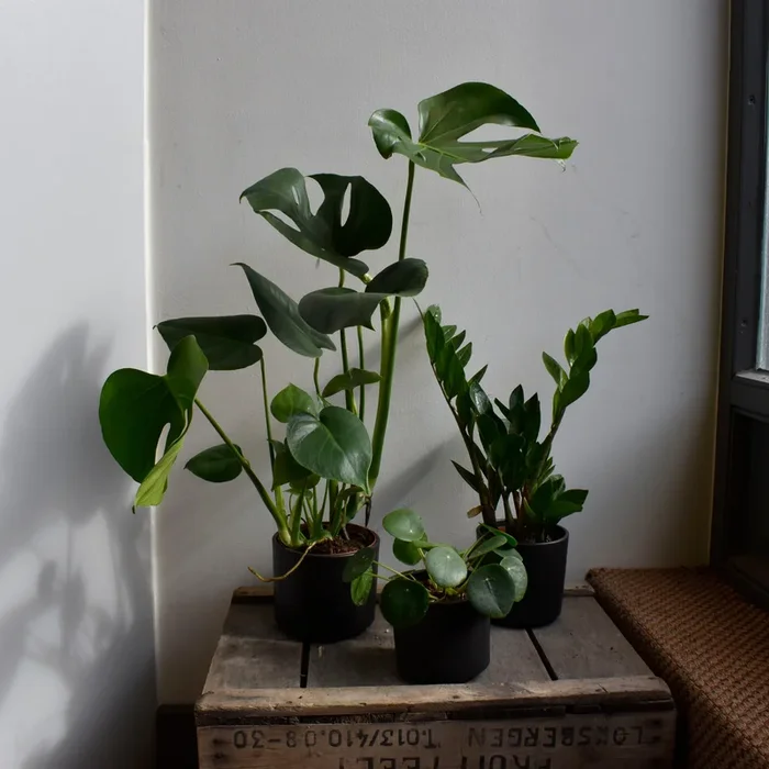 PROMO PLANTENPAKKET