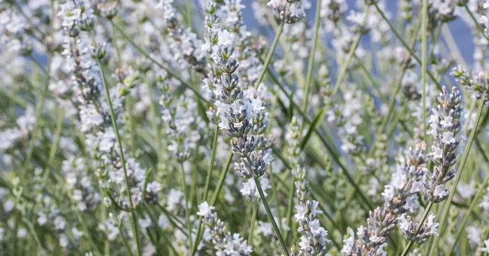 Provence-Lavendel ‚Edelweiß‘