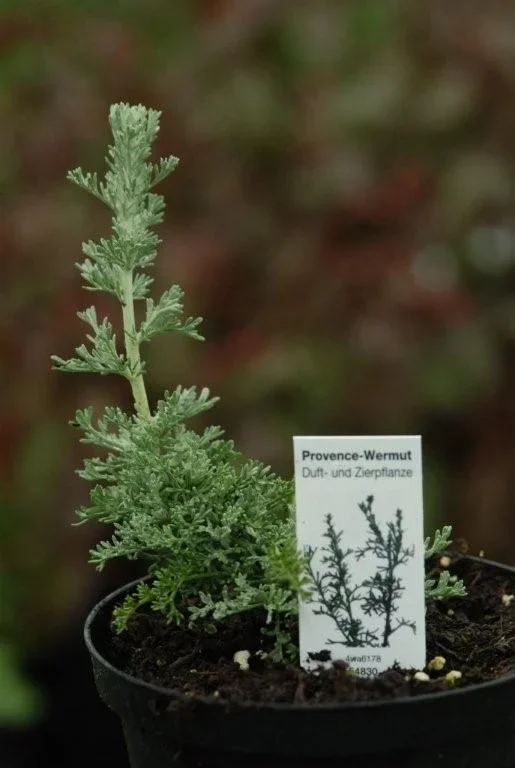 Provence-Wermut – Artemisia gallica „Nice“