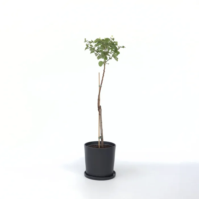 Prunus Armeniaca – Apricot tree