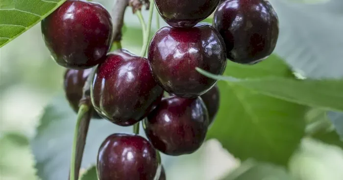 Prunus av.’Regina‘