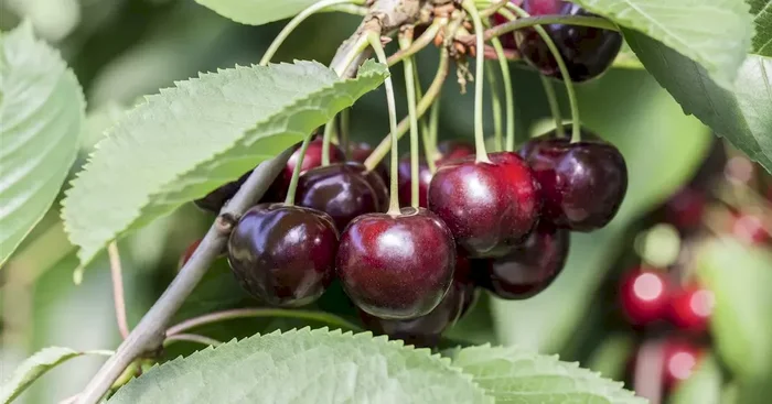 Prunus cer.’Morellenfeuer‘