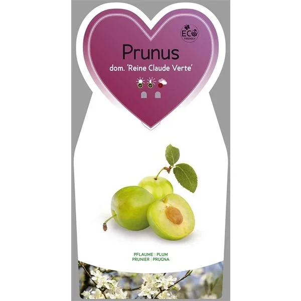Prunus domestica ‚Reine Claude Verte – Große Grüne Reneklode