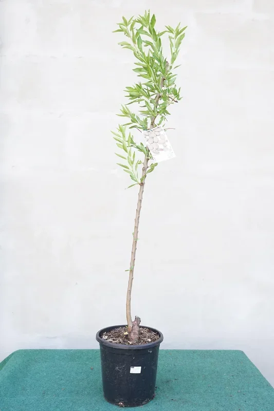 Prunus dulcis – Mandelbaum Süßmandel