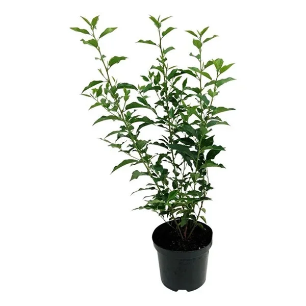 Prunus lusitanica ‚Angustifolia‘ Portugiesischer Kirschlorbeer Heckenpflanze