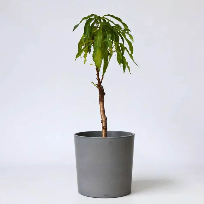 Prunus persica ‚Bonanza‘ – Dwarf Peach Tree