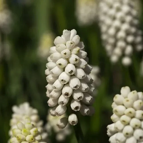 Pseudomuscari Azureum Alba