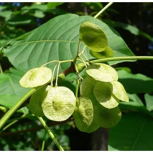 Ptelea Trifoliata