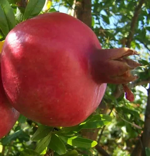 Punica granatum var. nana