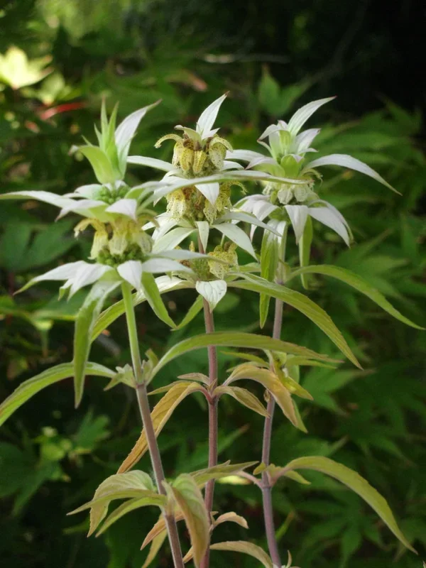 Punktierte Bergamotte, Pferdeminze – Monarda punctata
