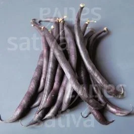 Purple Queen – Buschbohne