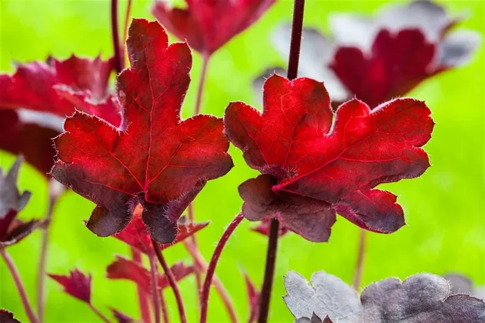 Purpurglöckchen ‚Royal Ruby‘