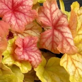 Purpurglöckchen (Heuchera) Champagne