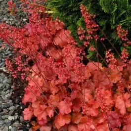 Purpurglöckchen (Heuchera) Cherry Cola