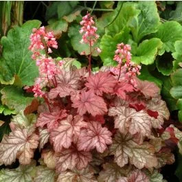 Purpurglöckchen (Heuchera ) Ginger Ale