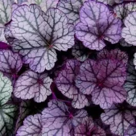 Purpurglöckchen (Heuchera) Sugar Frosting