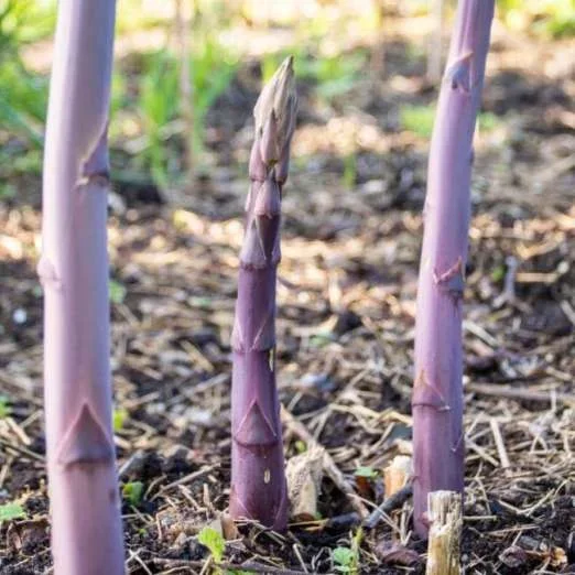 PurpurspargelPacific Purple
