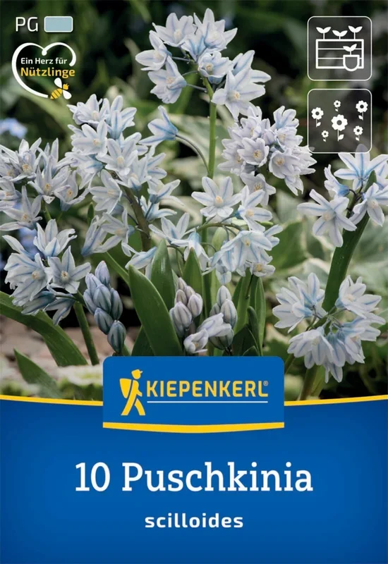 Puschkinie (10 Stück)