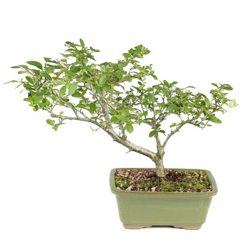 Pyracantha – ST2125DP-E