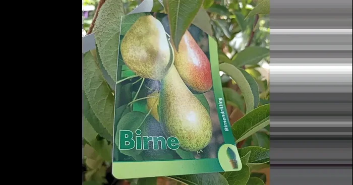 Pyrus ‚Birnendrilling‘
