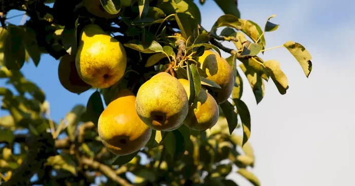 Pyrus com.’Gellerts Butterbirne‘