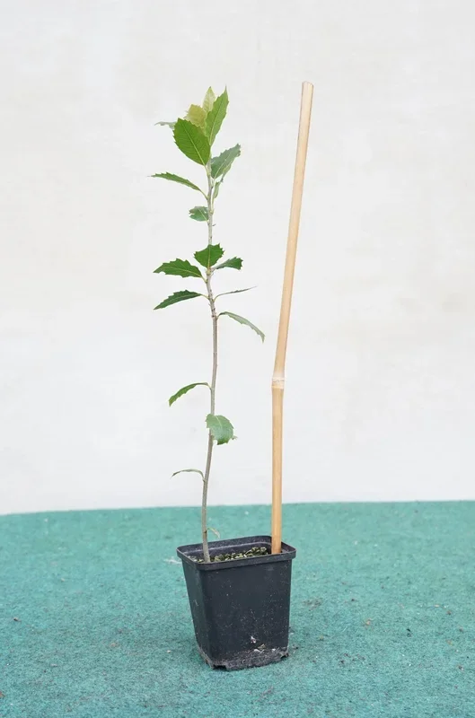 Quercus ilex – Steineiche
