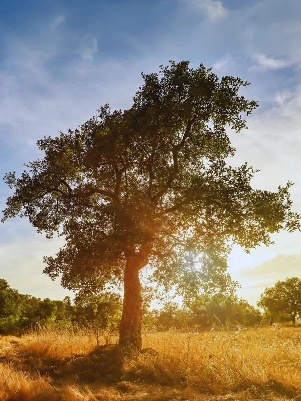 Quercus suber – Korkeiche