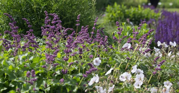 Quirlblütiger Salbei ‚Purple Rain‘