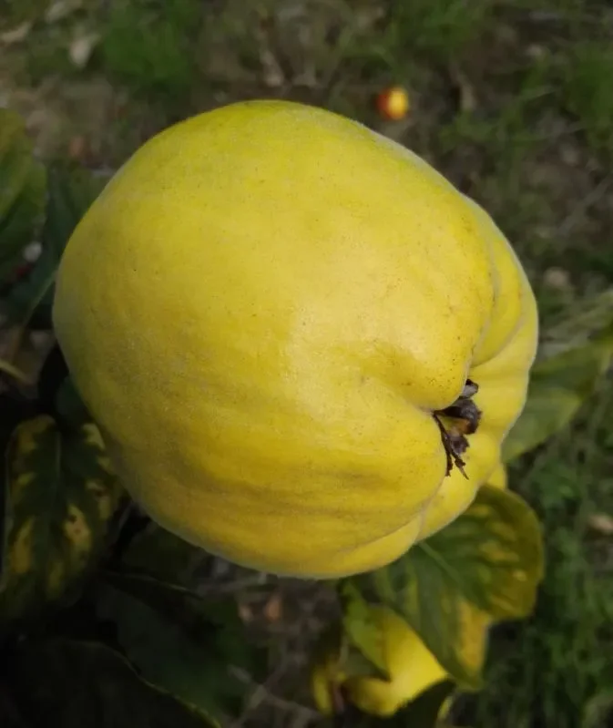 Quitte- Ronda Birnenquitte – Buschbaum