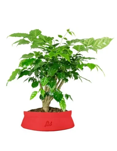 Radermachera Bonsai