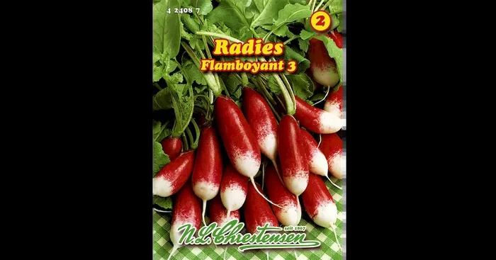 Radies Flamboyant 3